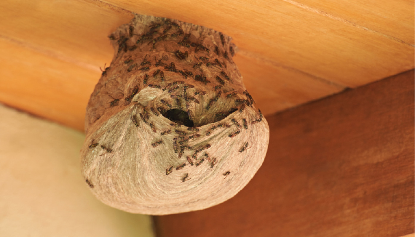 Allô Guêpes 72, l’allié de votre maison contre les nids d’insectes nuisibles au Mans !